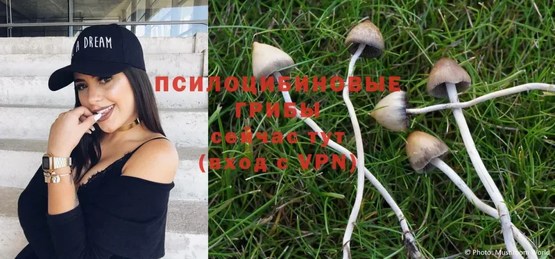 Галлюциногенные грибы MAGIC MUSHROOMS  Нововоронеж 